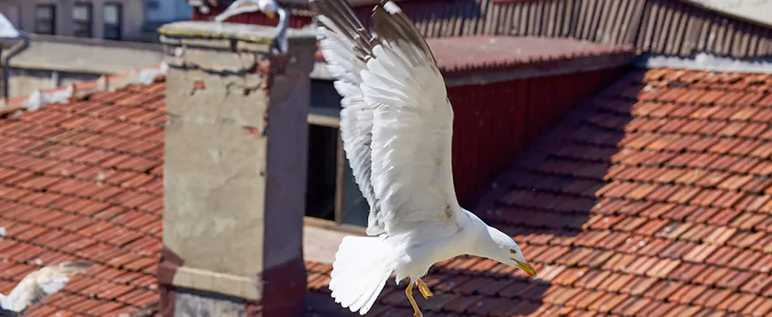 Residential Chimney Animal Removal Solution in Glen Cove, NY