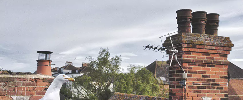 Chimney Cleaning And Restoration in Glen Cove, New York
